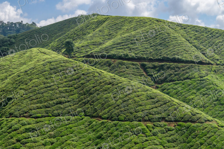 The Cameron Highlands, mountains and tea plantations, view over the rolling terrain…
