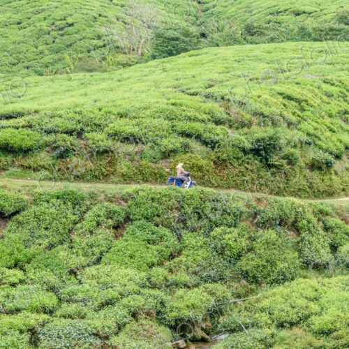 The Cameron Highlands, mountains and tea plantations, view over the rolling terrain… The Cameron Highlands, mountains and tea plantations, view over the rolling terrain…