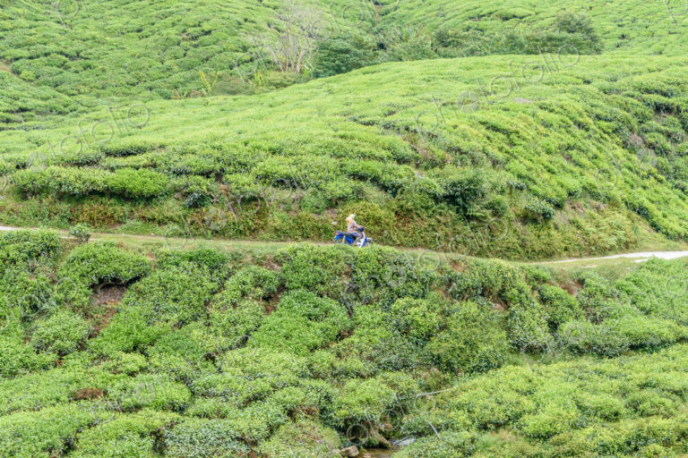 The Cameron Highlands, mountains and tea plantations, view over the rolling terrain…