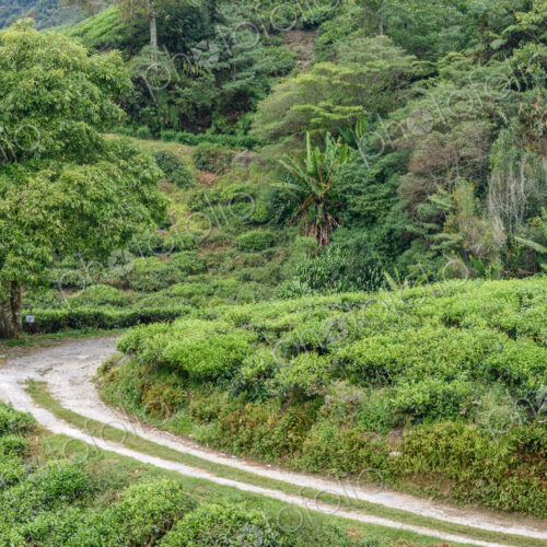 The Cameron Highlands, mountains and tea plantations, view over the rolling terrain… The Cameron Highlands, mountains and tea plantations, view over the rolling terrain…