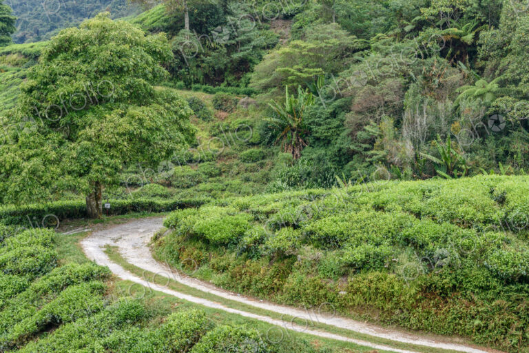 The Cameron Highlands, mountains and tea plantations, view over the rolling terrain…