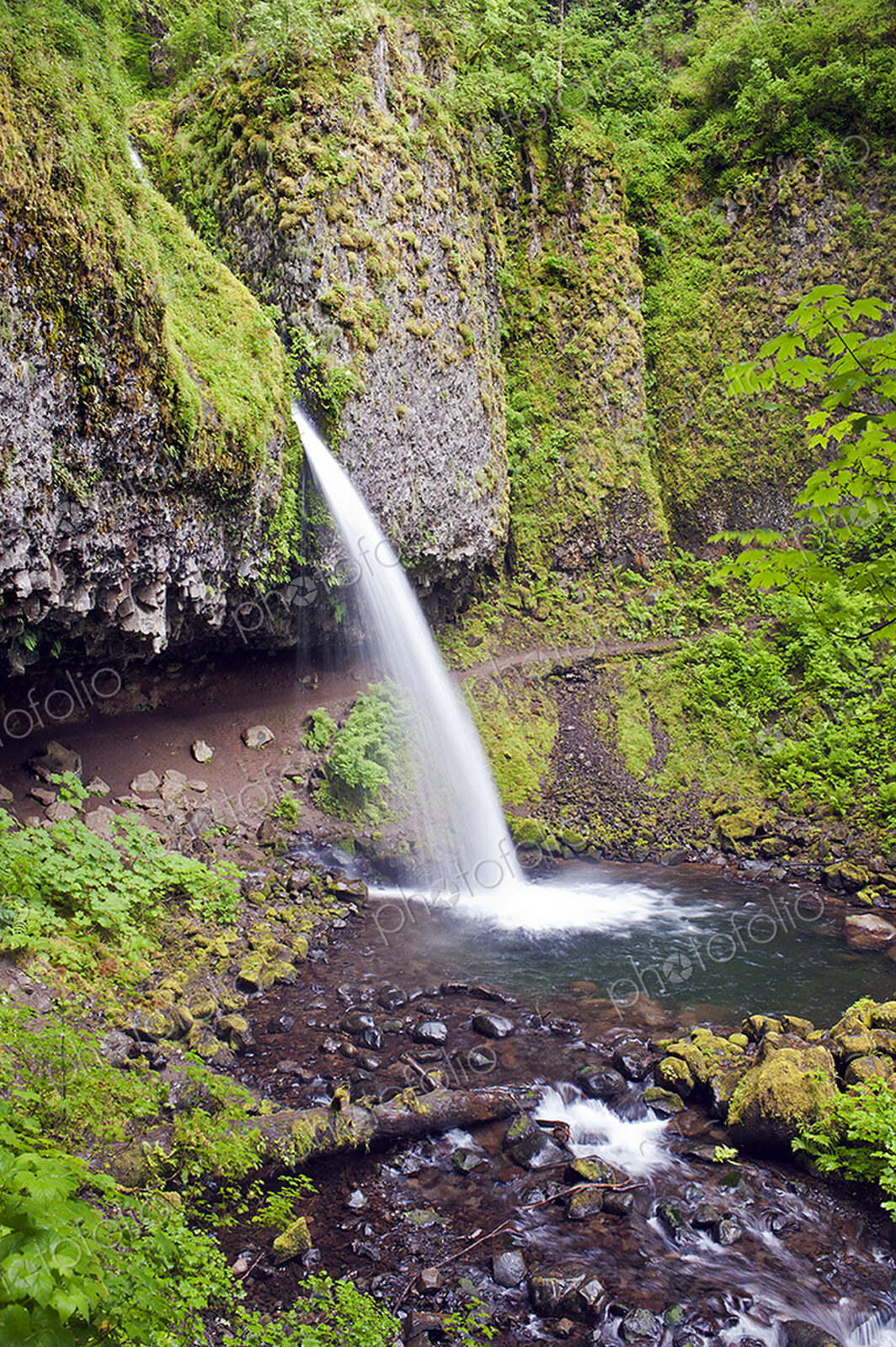 The Columbia River Gorge, Ponytail Falls waterfall flowing over the cliffs into the…