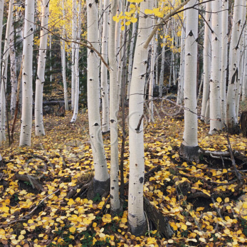 The Dixie national forest with aspen trees in autumn. White bark and yellow foliage on…