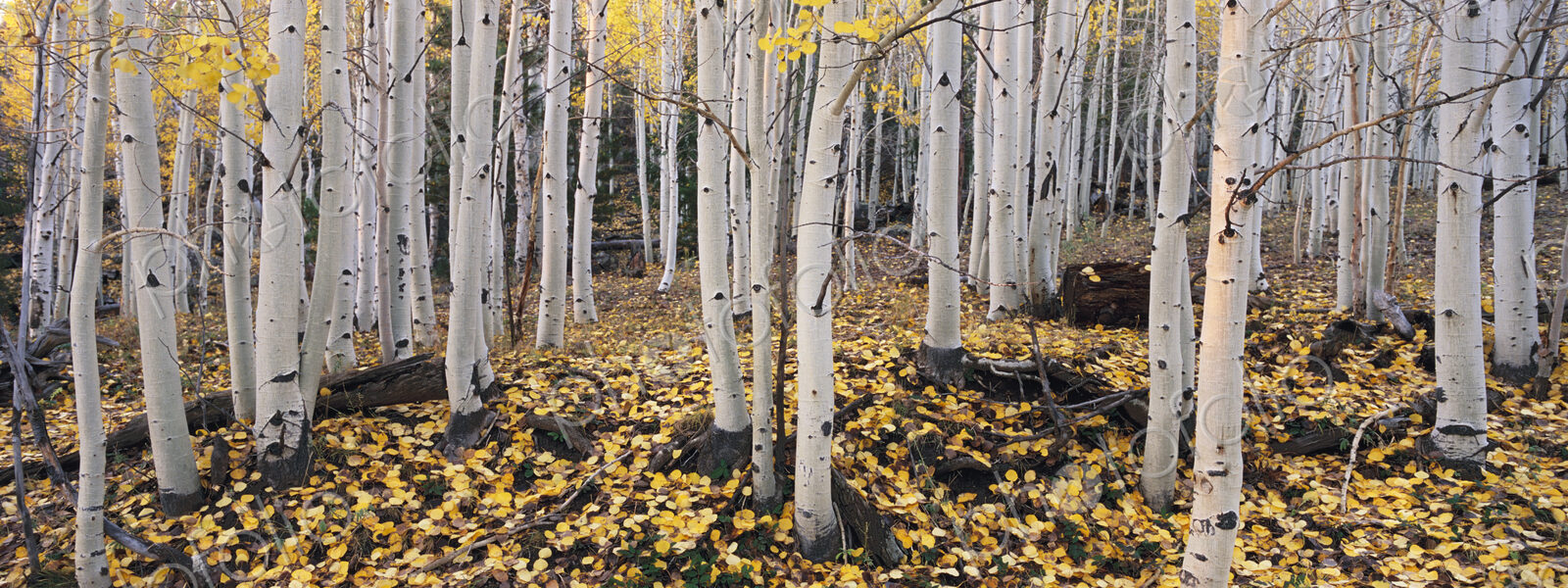 The Dixie national forest with aspen trees in autumn. White bark and yellow foliage on…