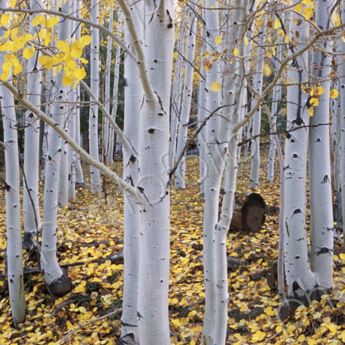 The Dixie national forest with aspen trees in autumn. White bark and yellow foliage on…