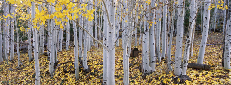 The Dixie national forest with aspen trees in autumn. White bark and yellow foliage on…