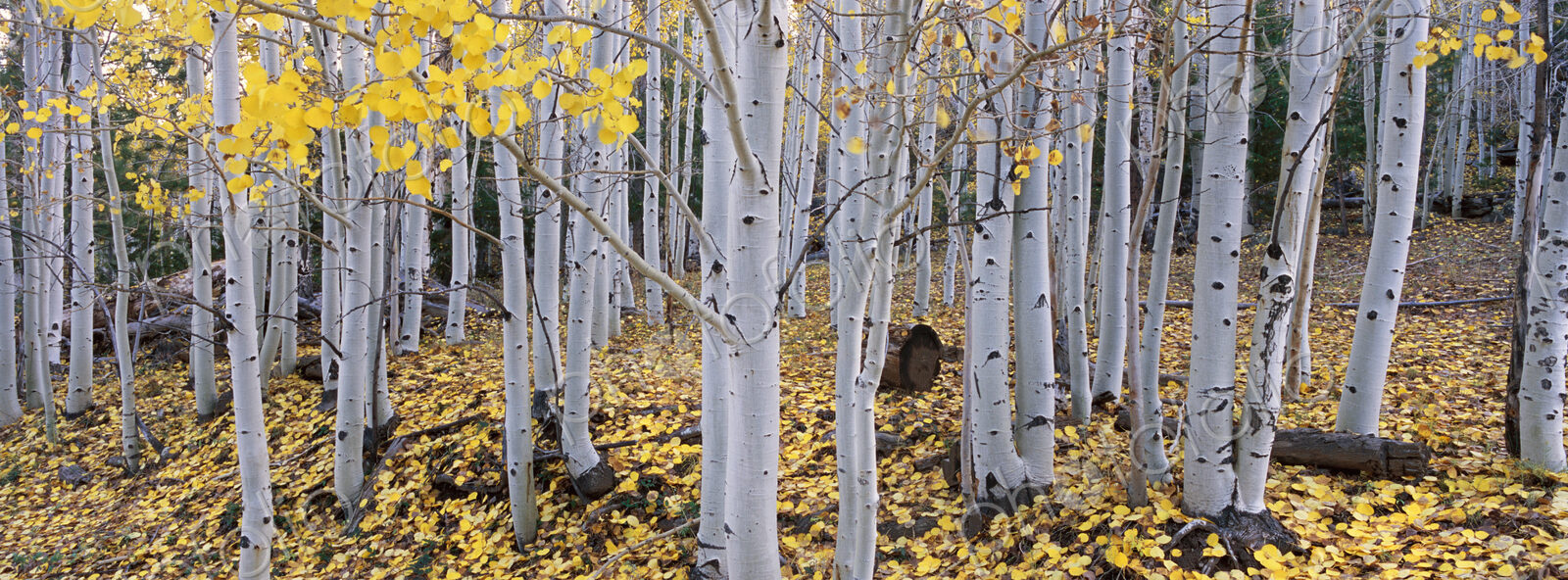 The Dixie national forest with aspen trees in autumn. White bark and yellow foliage on…