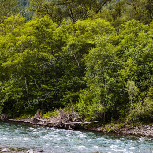 The Elwha River flowing over rocks between wooded river banks. The Elwha River flowing over rocks between wooded river banks.
