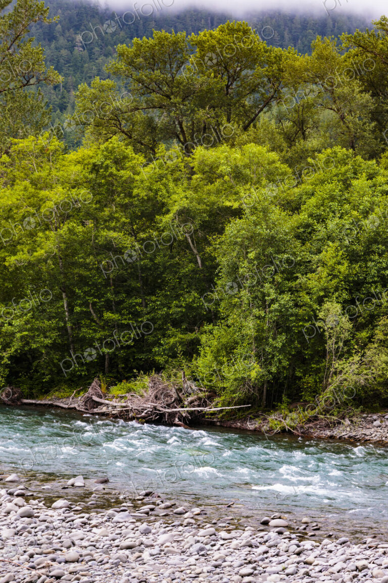 The Elwha River flowing over rocks between wooded river banks.