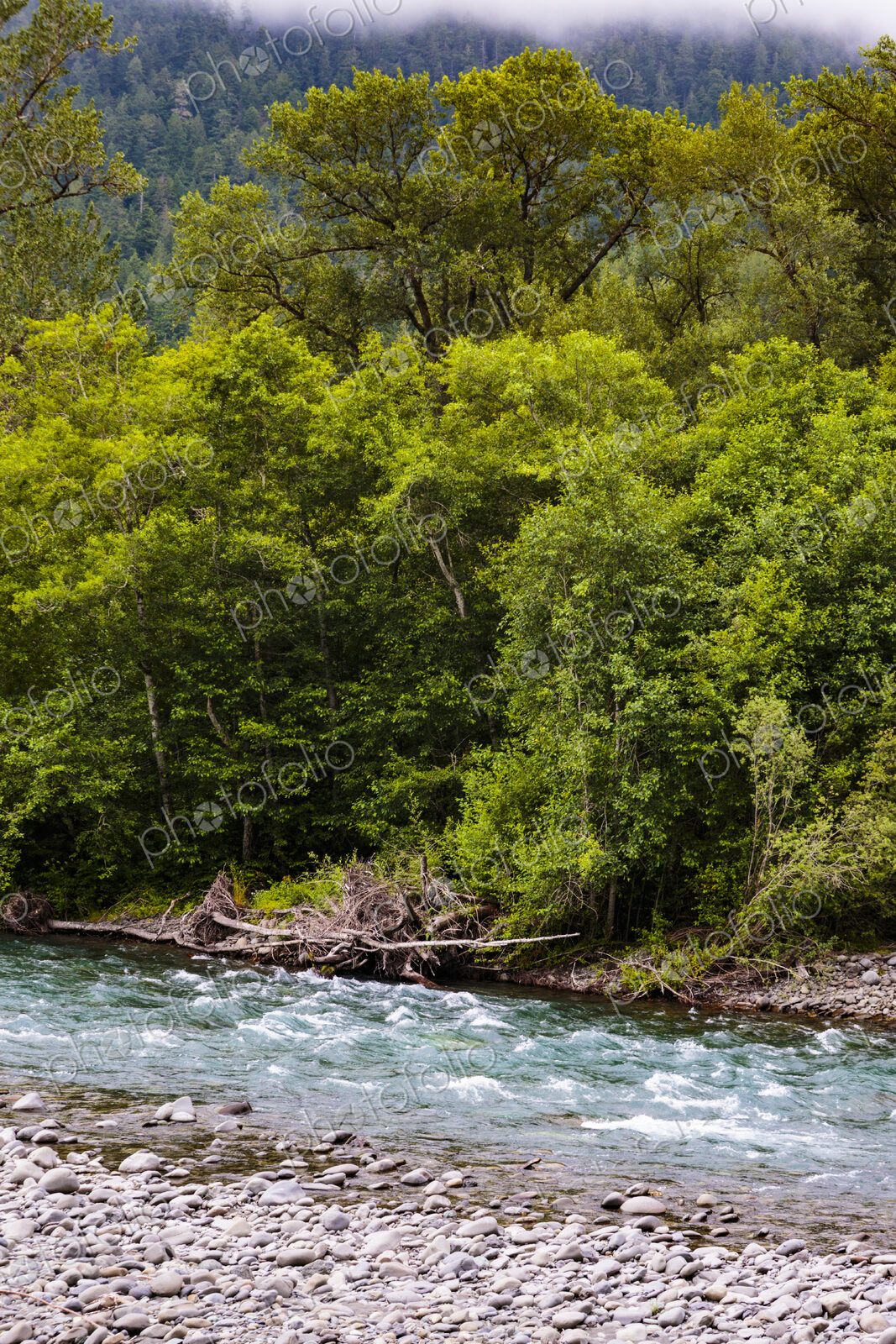 The Elwha River flowing over rocks between wooded river banks.