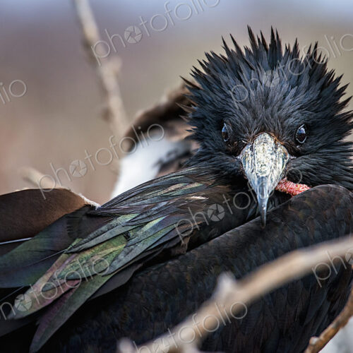 The Galapagos Frigate Bird, head and black plumage, on a branch. The Galapagos Frigate Bird, head and black plumage, on a branch.