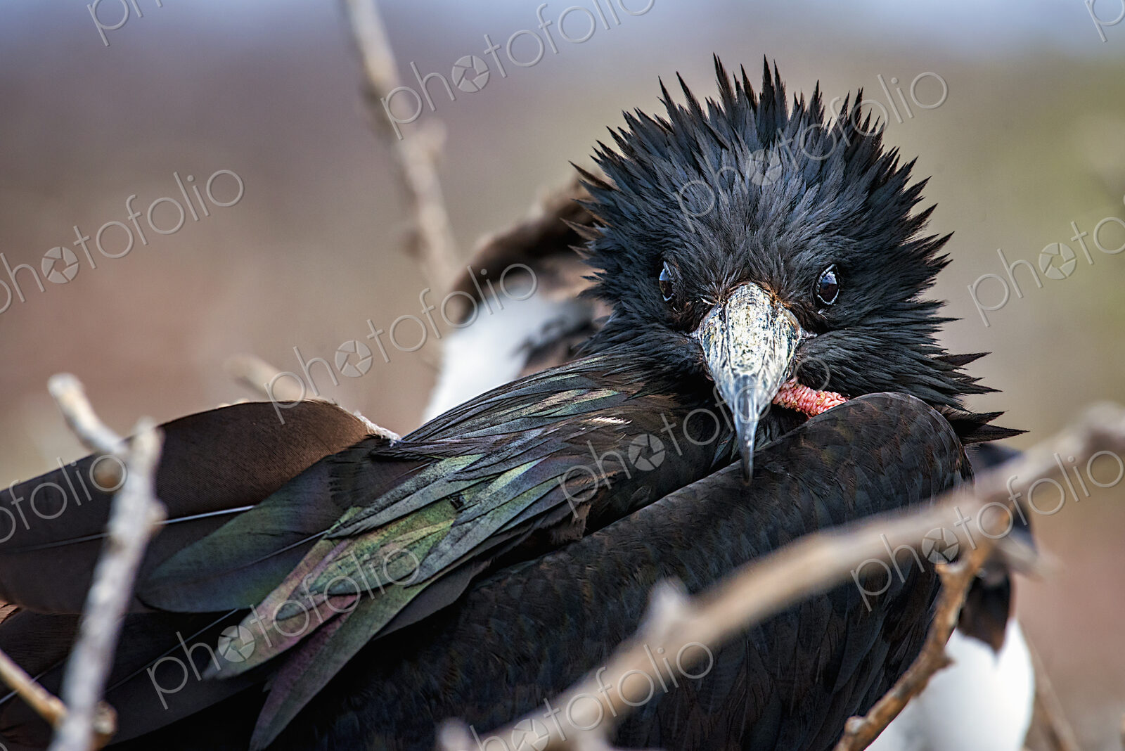 The Galapagos Frigate Bird, head and black plumage, on a branch.