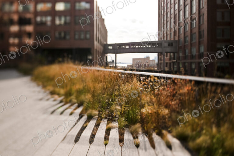 The High Line Park