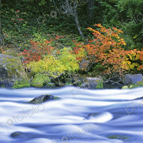 The North Umpqua River flowing through the forest of vine maple trees. The North Umpqua River flowing through the forest of vine maple trees.