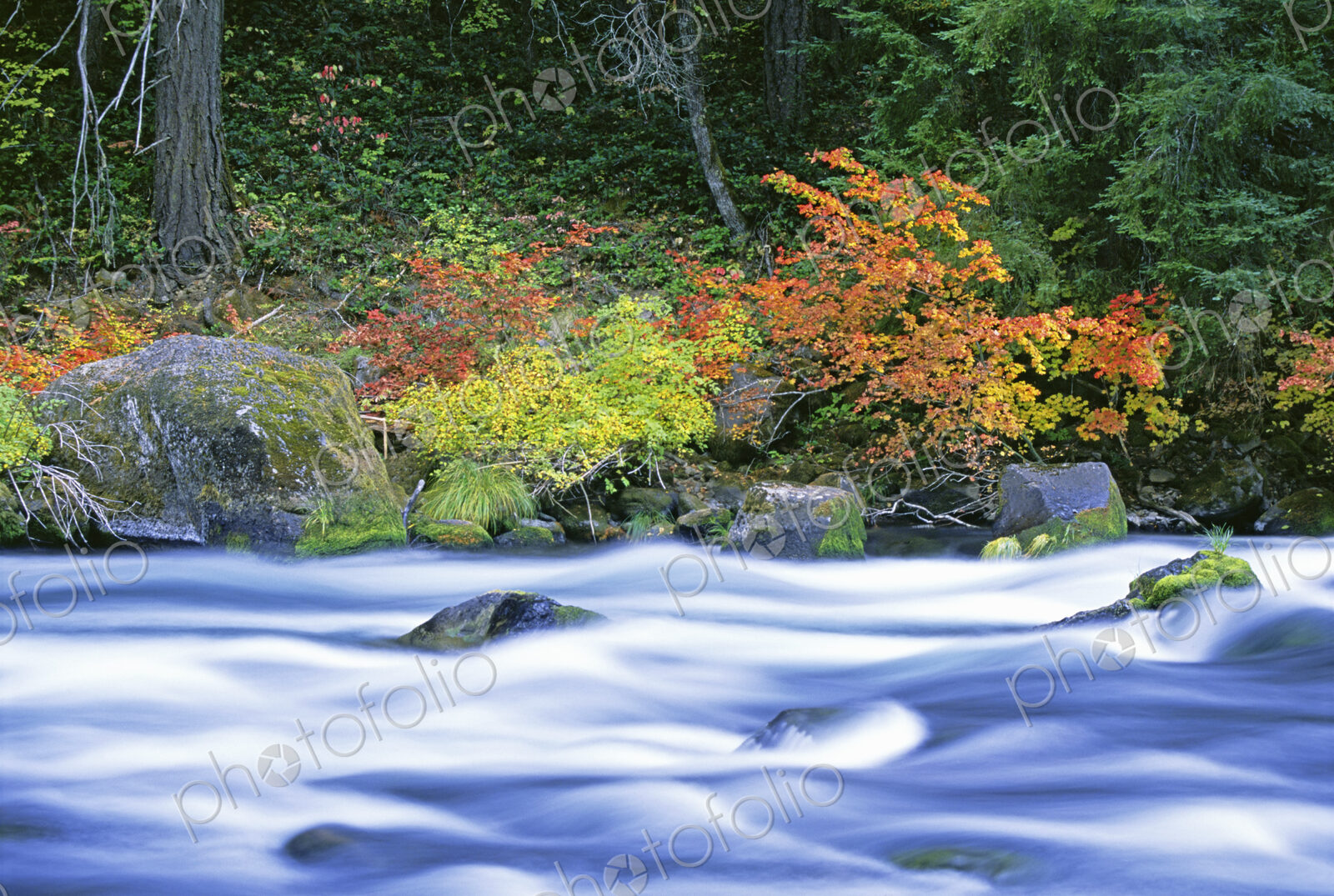 The North Umpqua River flowing through the forest of vine maple trees.