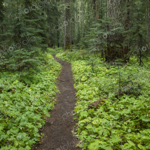 The Pacific Crest Trail extends through, lush and green forest, Gifford Pinchot…