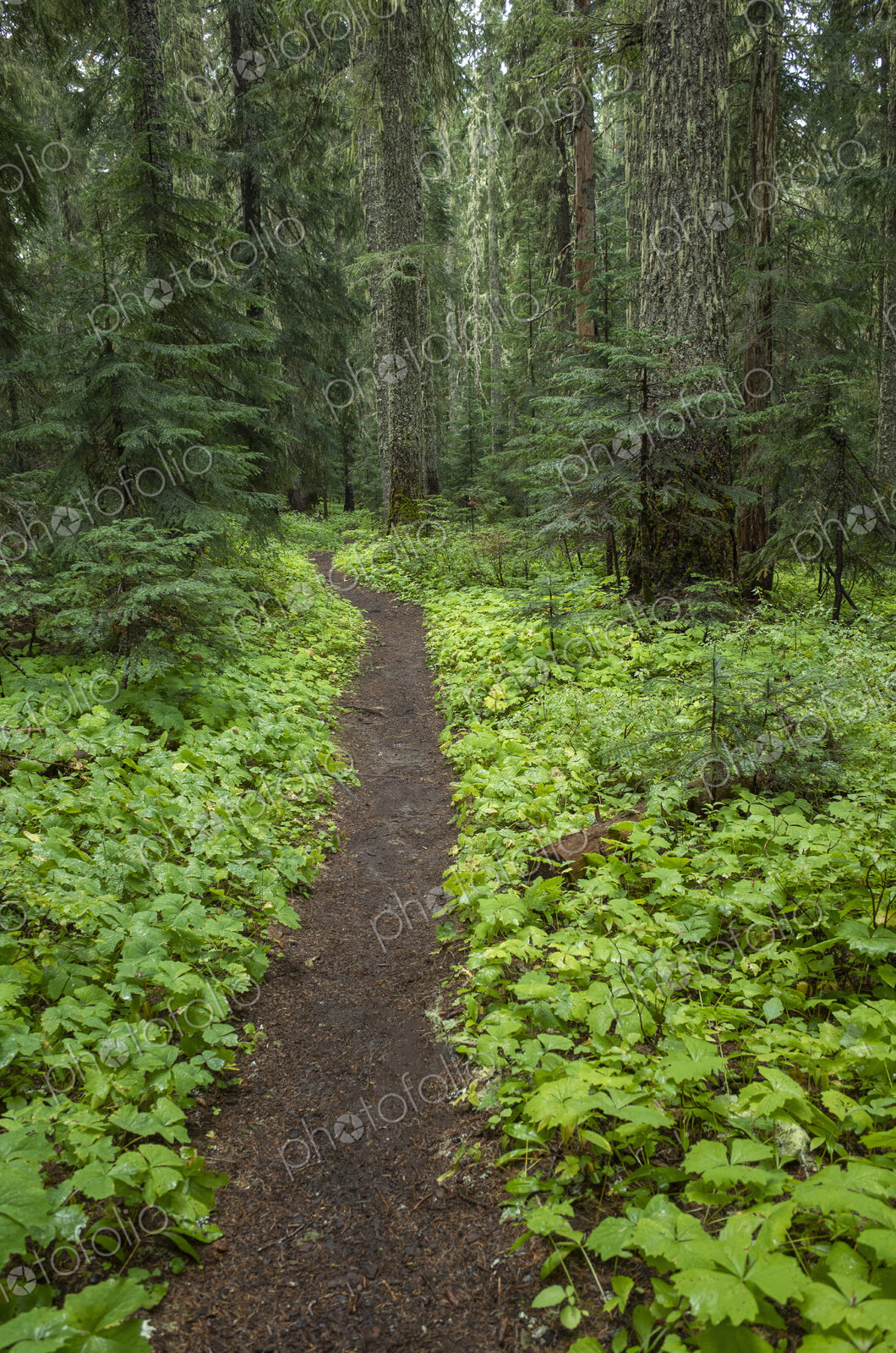 The Pacific Crest Trail extends through, lush and green forest, Gifford Pinchot…