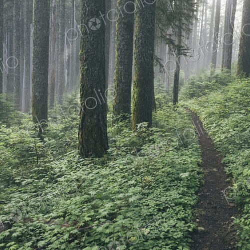 The Pacific Crest Trail extends through, lush and green forest, Gifford Pinchot…