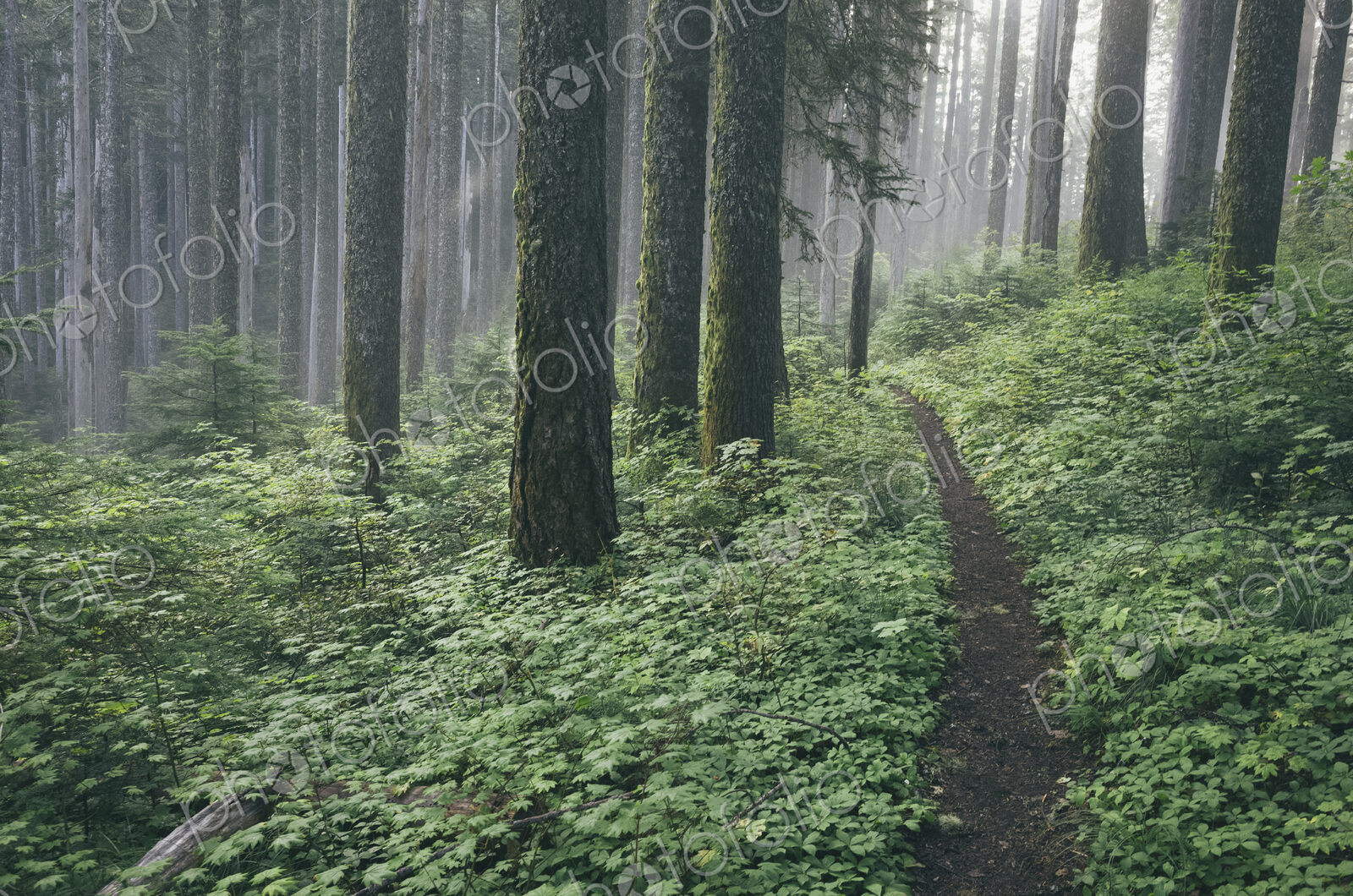 The Pacific Crest Trail extends through, lush and green forest, Gifford Pinchot…