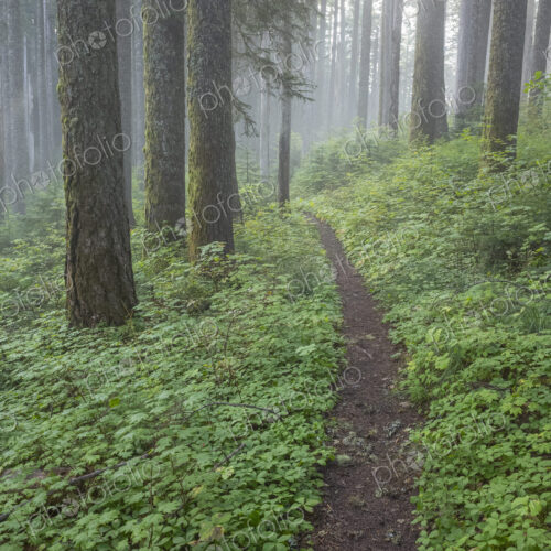 The Pacific Crest Trail extends through, lush and green forest, Gifford Pinchot…