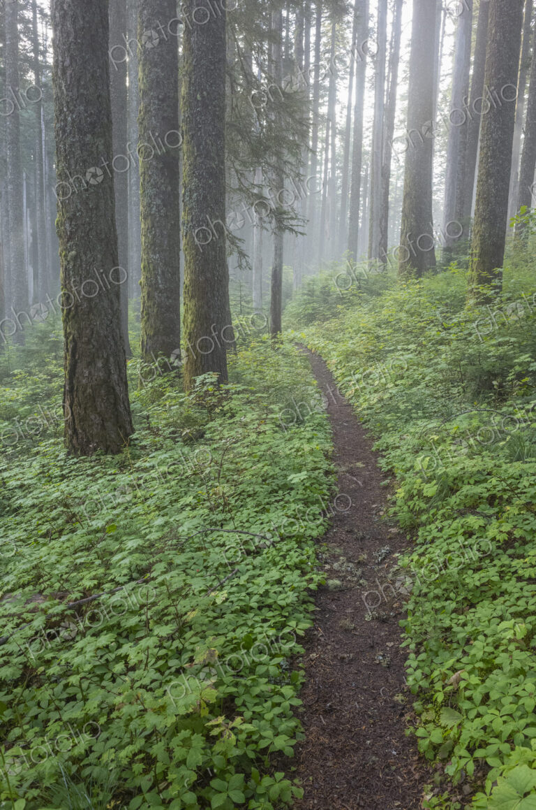 The Pacific Crest Trail extends through, lush and green forest, Gifford Pinchot…
