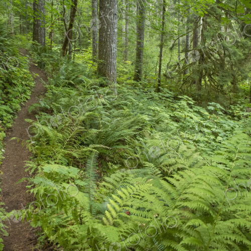 The Pacific Crest Trail extends through, lush and green forest, Gifford Pinchot…