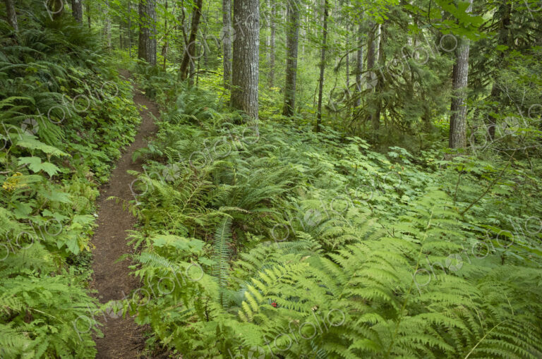 The Pacific Crest Trail extends through, lush and green forest, Gifford Pinchot…