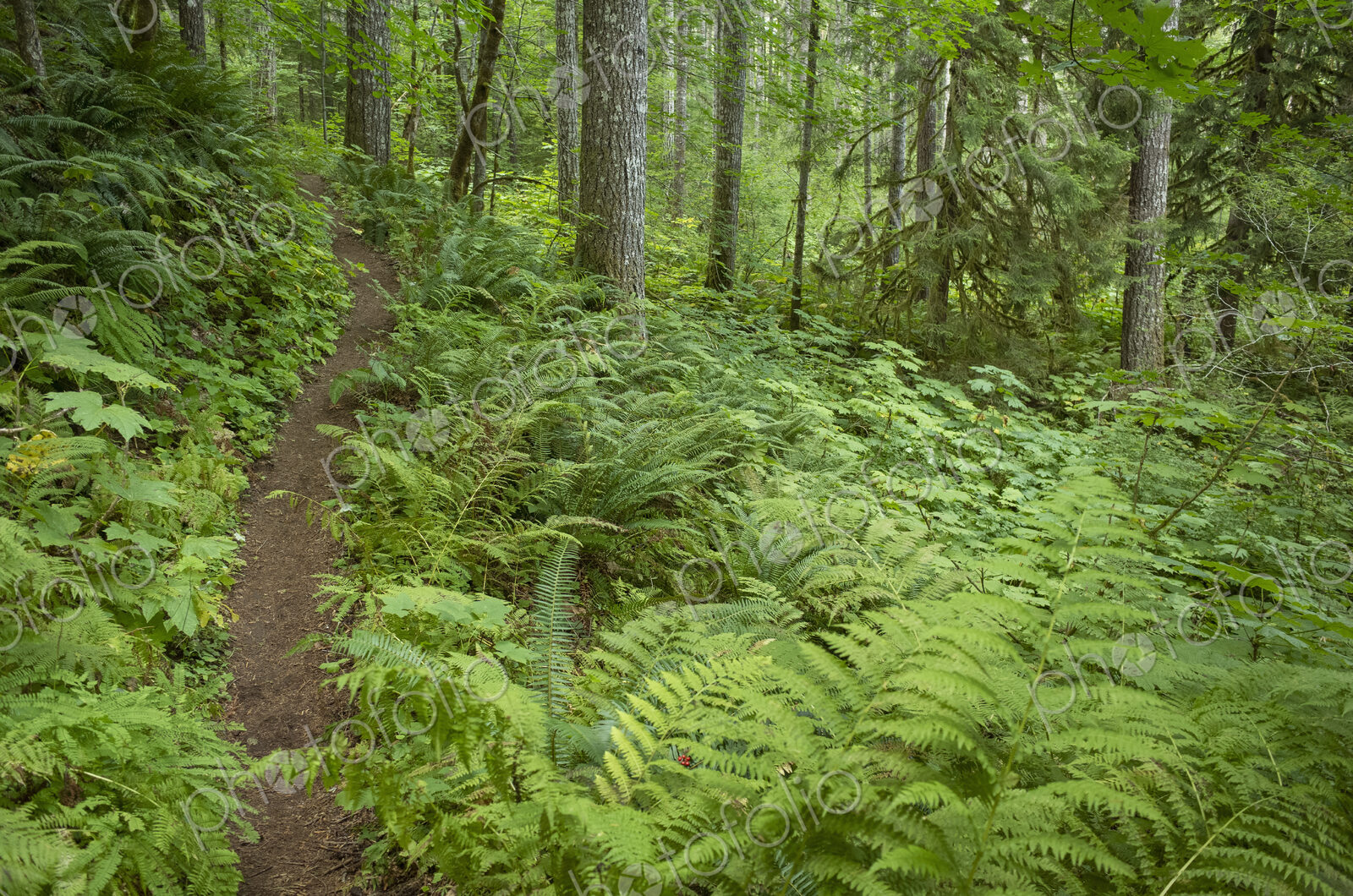The Pacific Crest Trail extends through, lush and green forest, Gifford Pinchot…