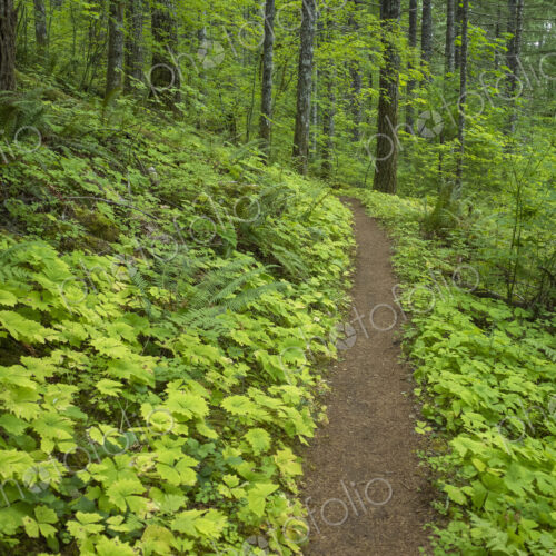 The Pacific Crest Trail extends through, lush and green forest, the Gifford Pinchot…