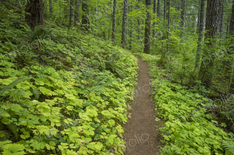 The Pacific Crest Trail extends through, lush and green forest, the Gifford Pinchot…