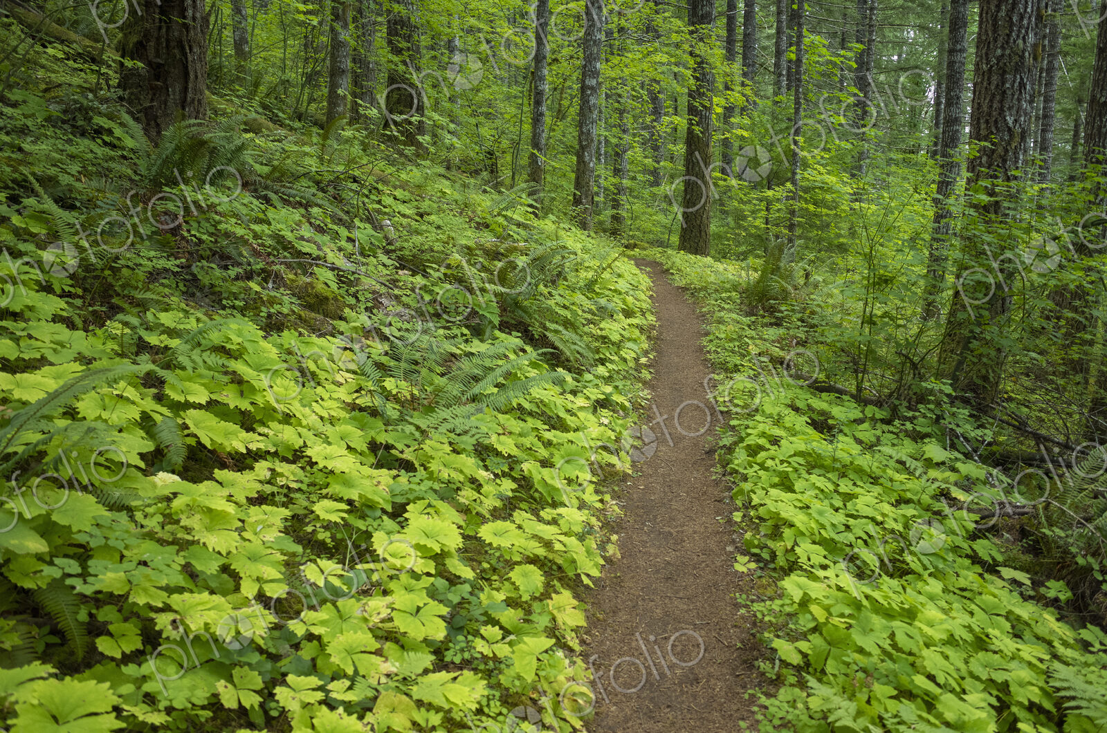 The Pacific Crest Trail extends through, lush and green forest, the Gifford Pinchot…