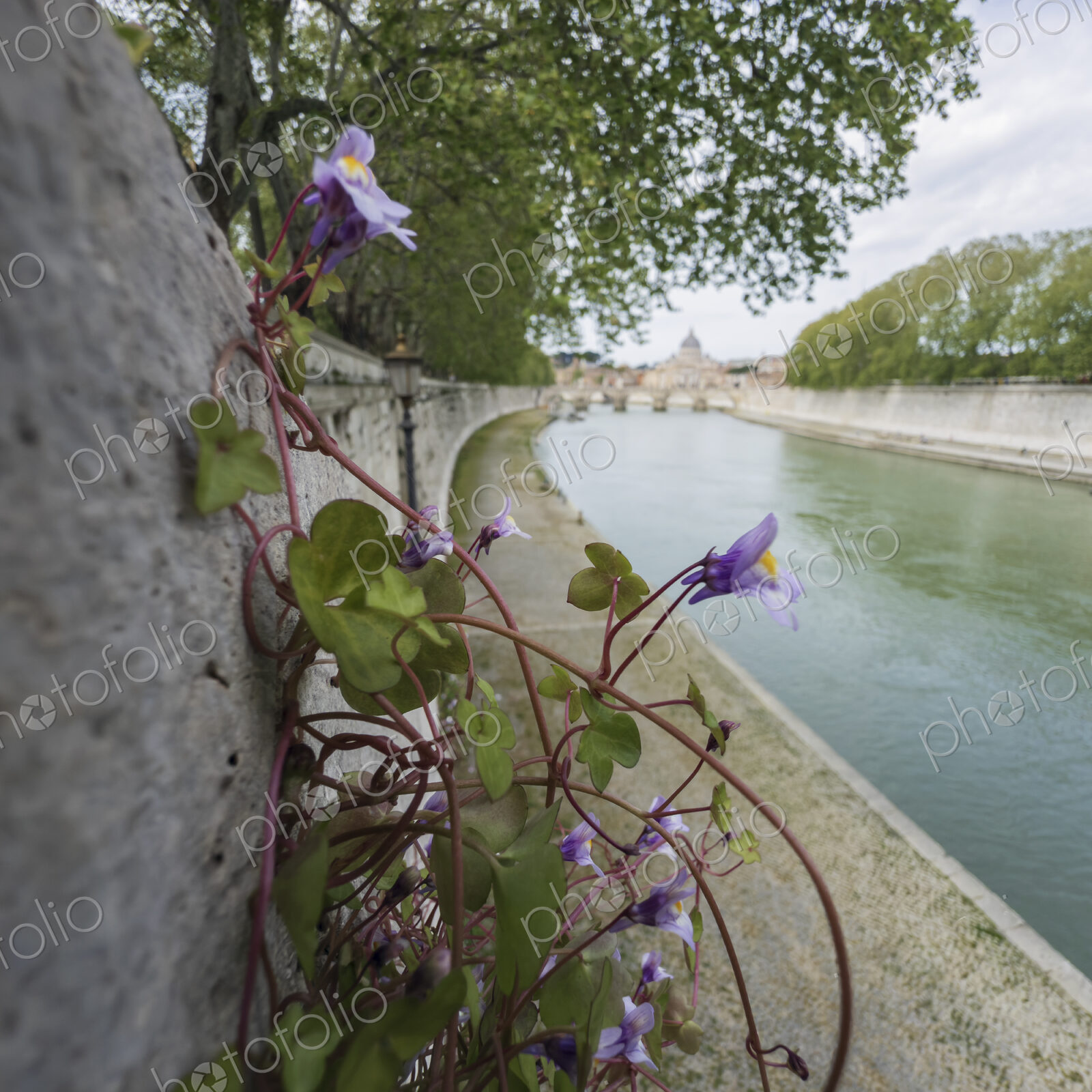 The River Tiber, a small violet plant, Viola odorata, growing out of the stonework on…