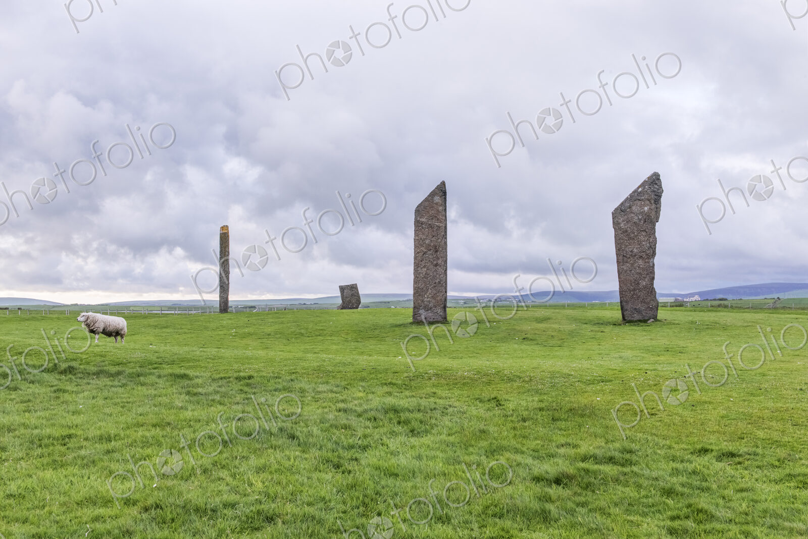 The Stones of Stenness in highland landscape, with a sheep in foreground.