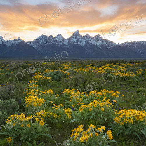 The Teton mountain range in the Grand Teton national park at sunset. The Teton mountain range in the Grand Teton national park at sunset.