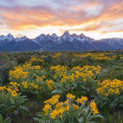 The Teton mountain range in the Grand Teton national park at sunset. The Teton mountain range in the Grand Teton national park at sunset.