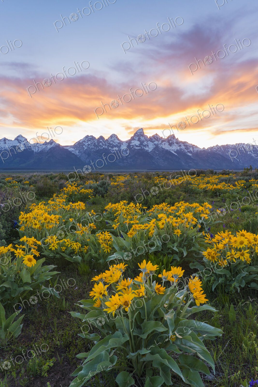 The Teton mountain range in the Grand Teton national park at sunset.