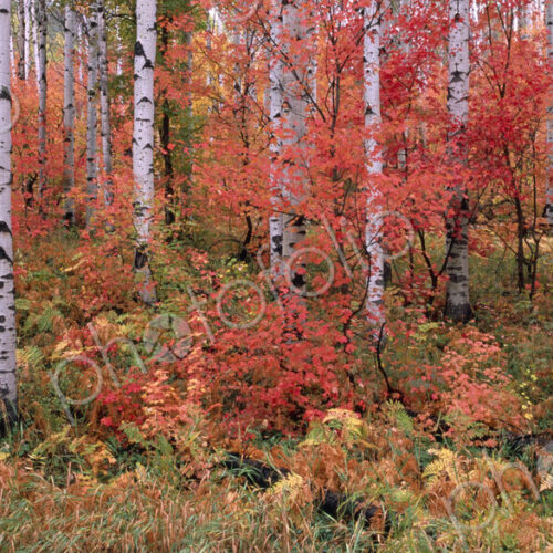 The Wasatch Mountain forest of maple and aspen trees, with autumn foliage and fallen… The Wasatch Mountain forest of maple and aspen trees, with autumn foliage and fallen…