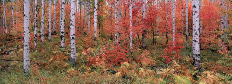 The Wasatch Mountain forest of maple and aspen trees, with autumn foliage and fallen…