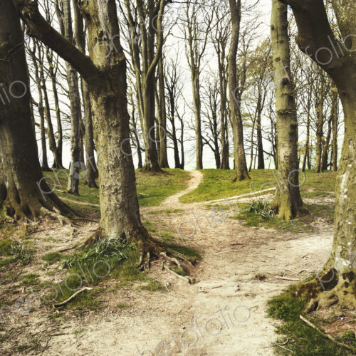 The ancient Ridgeway path through the county of Berkshire passing through a small…