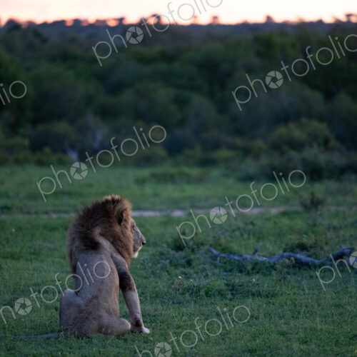 The back of a male lion, Panthera leo, sitting in grass.