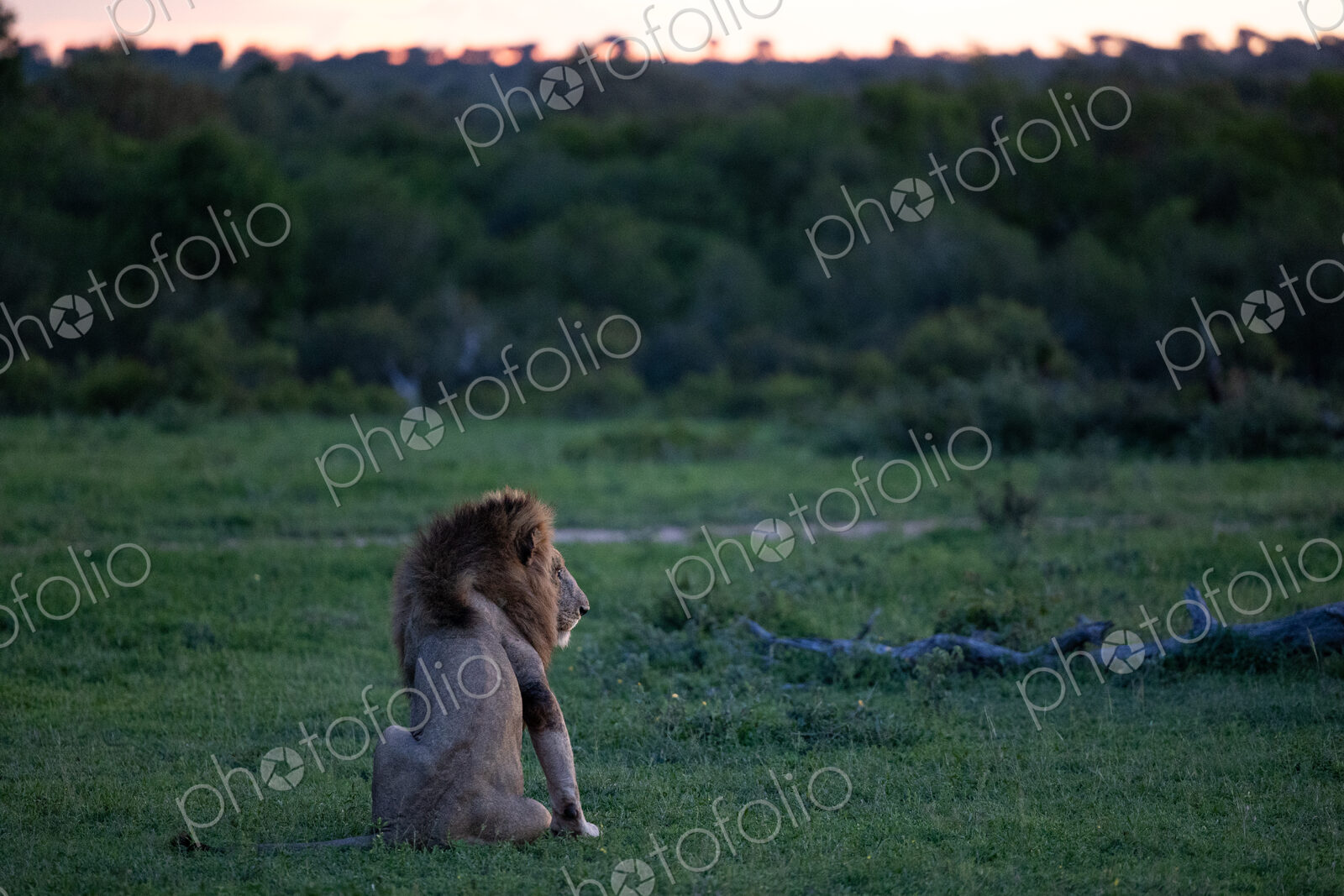 The back of a male lion, Panthera leo, sitting in grass.