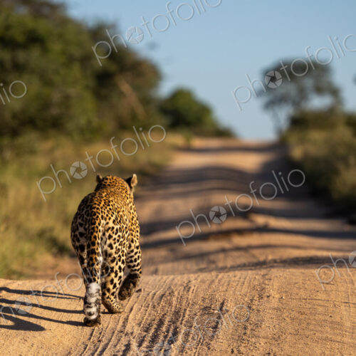 The back view of a leopard, Panthera pardus, walking down a road. The back view of a leopard, Panthera pardus, walking down a road.