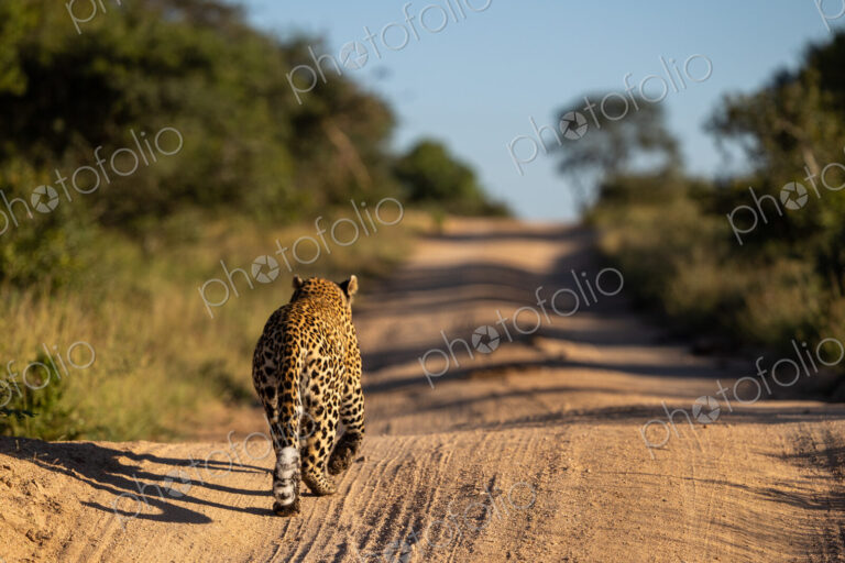 The back view of a leopard, Panthera pardus, walking down a road.