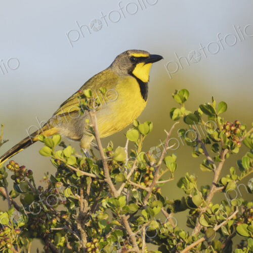 The bokmakierie bird, a bush shrike, Telophorus zeylonus, perched on top of a bush. The bokmakierie bird, a bush shrike, Telophorus zeylonus, perched on top of a bush.