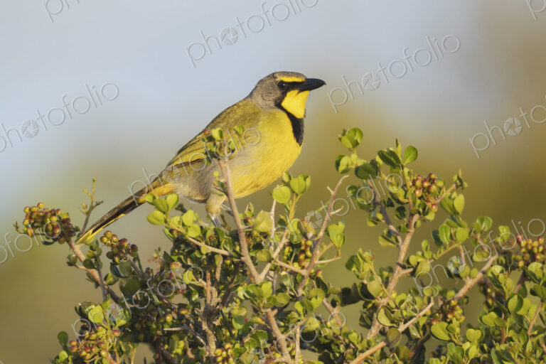 The bokmakierie bird, a bush shrike, Telophorus zeylonus, perched on top of a bush.