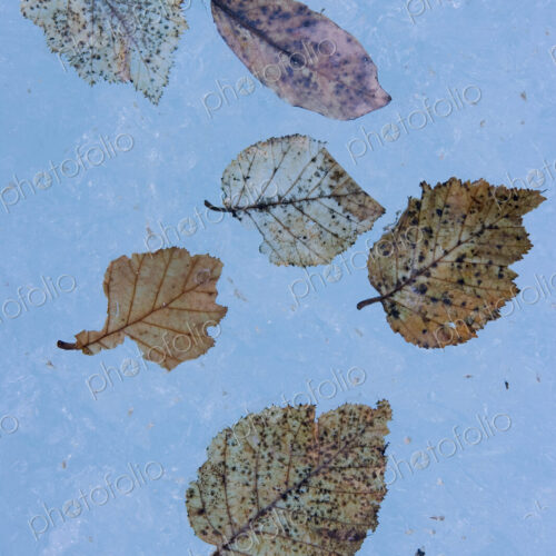 The fibrous skeletons of willow and alder leaves on an icy surface in Alaska. The fibrous skeletons of willow and alder leaves on an icy surface in Alaska.