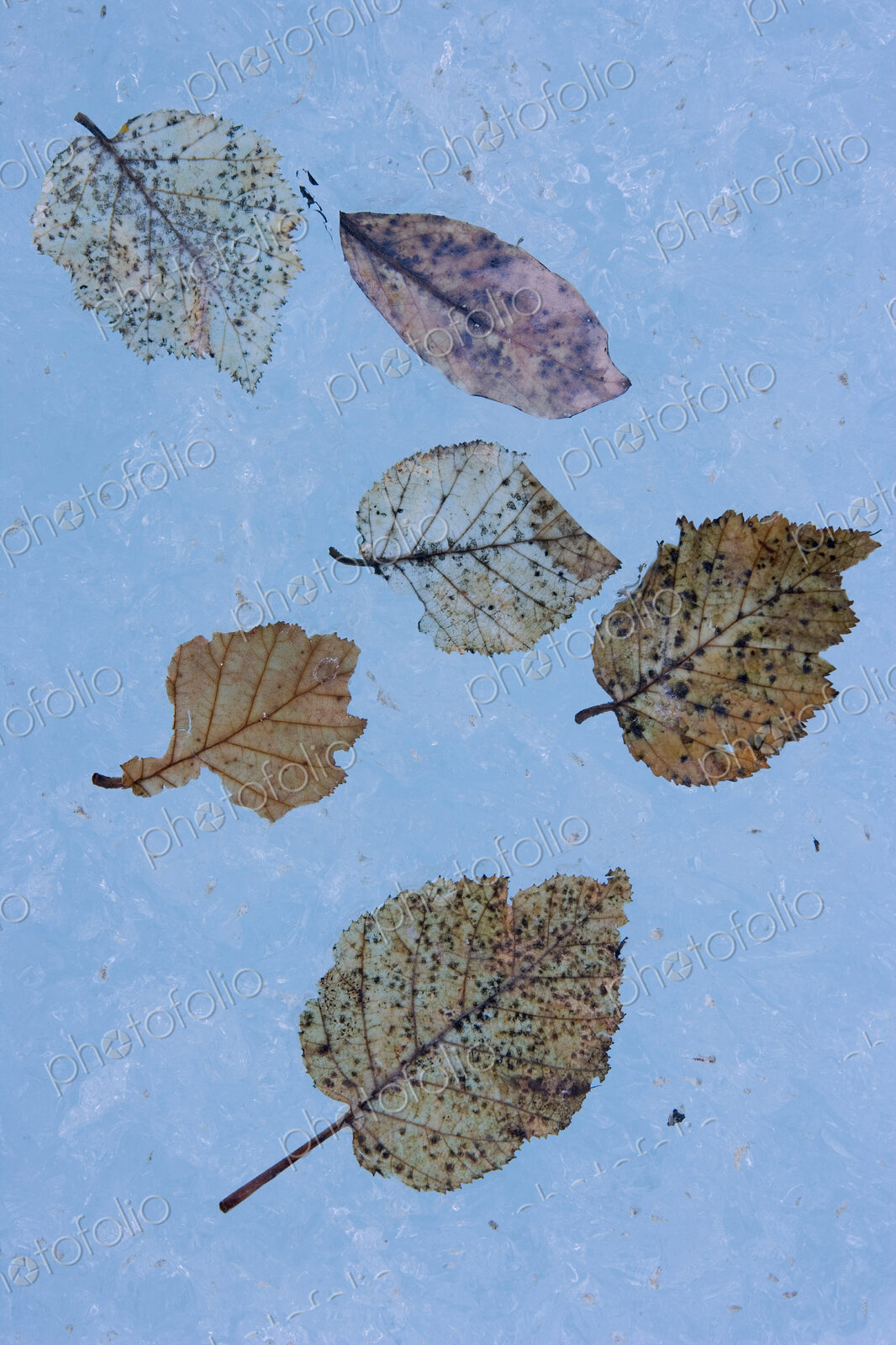 The fibrous skeletons of willow and alder leaves on an icy surface in Alaska.