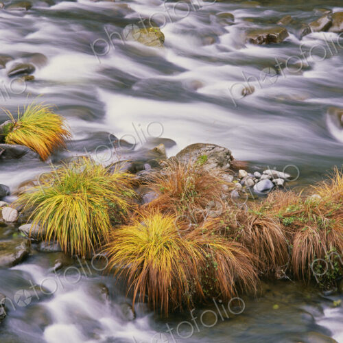 The flowing waters of Sweet Creek in Oregon. Autumn leaves on the water's surface.