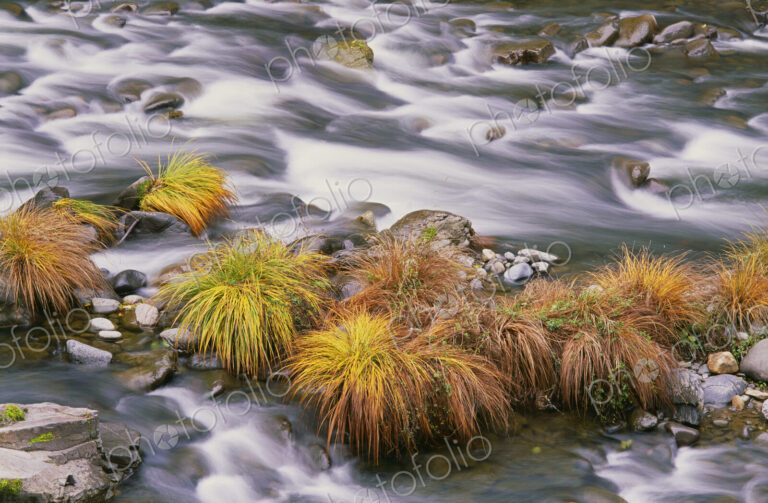 The flowing waters of Sweet Creek in Oregon. Autumn leaves on the water's surface.