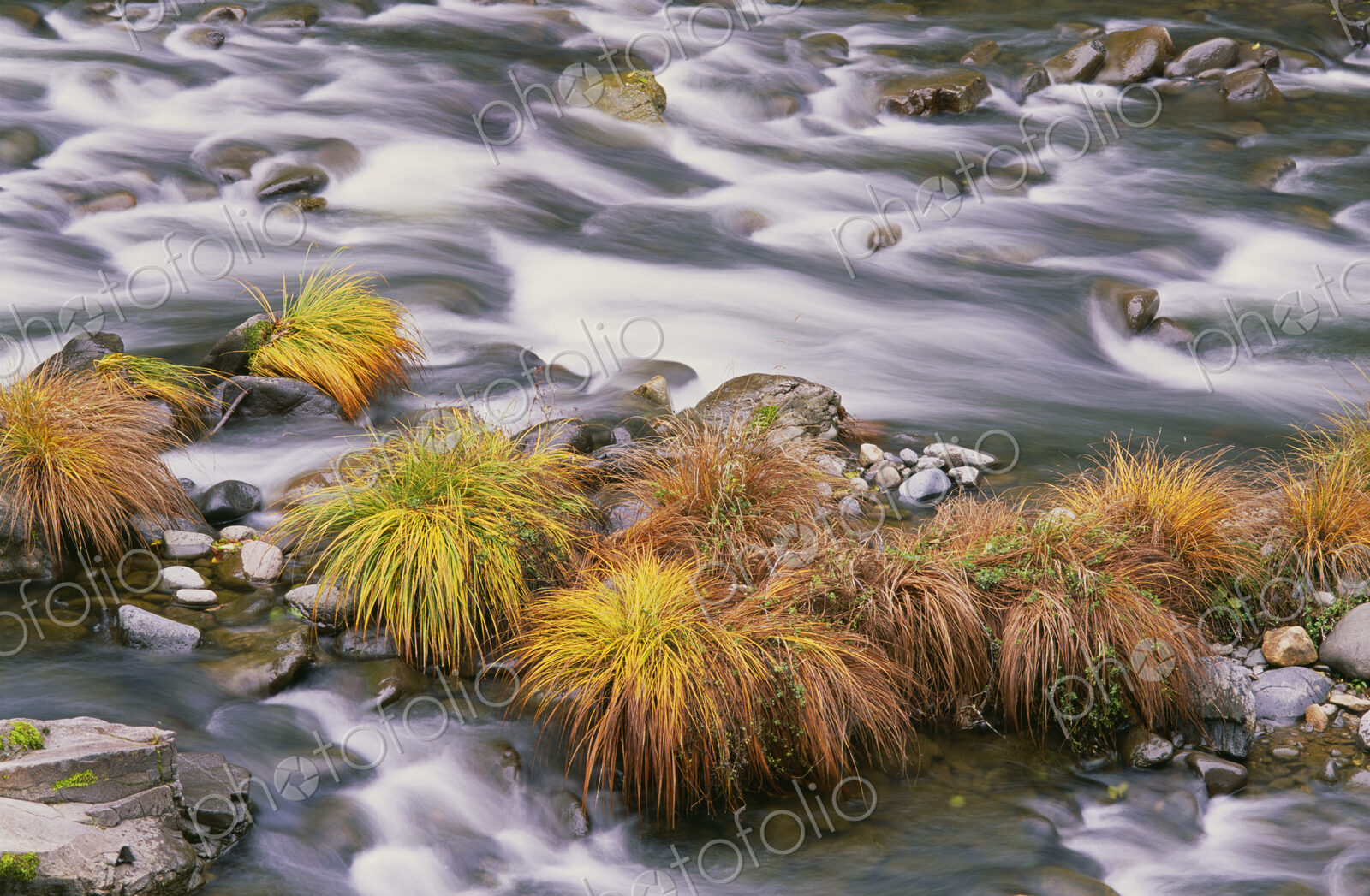 The flowing waters of Sweet Creek in Oregon. Autumn leaves on the water’s surface.